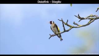 Distelfink / Stieglitz mit Gesang - European goldfinch singing - Carduelis carduelis (1080p HD)