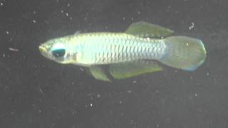 norman's lampeye killifish - Aplocheilichthys Normani