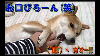 柴犬ハナとじゃれあう【かわいい】 --shiba play with each other --