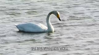 黃嘴天鵝(Cygnus cygnus) 台灣野鳥P50(Whooper Swan) 七股魚塭