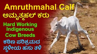 Amruthmahal Cow Calf  ಅಮೃತ್ಮಹಲ್ ಕರು ಜಗತ್ತಿನಲ್ಲಿ ತುಂಬಾ ಕಷ್ಟಪಟ್ಟು ದುಡಿಯುವ ಜಾನುವಾರುಗಳು