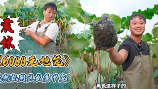 花6000块在莲子甲鱼塘里下6个地笼，没想到里面竟然这么多货