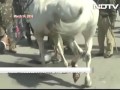 horse recovers after 5 hour surgery accident says bjp lawmaker