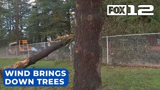 High wind brings down trees in Portland metro