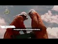 harvesting thousands of tons of pineapples how farmers do it with precision