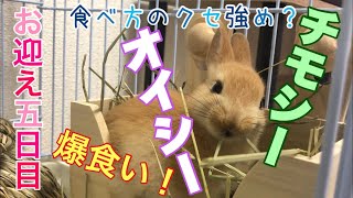 【ネザーランドドワーフ】チモシーおいしい！爆食い【お迎え五日目】#5