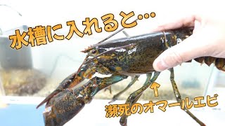 スーパーで買った瀕死のオマールエビを蟹とエビの水槽にいれると…面白い！#アクアリウム#釣り#海老