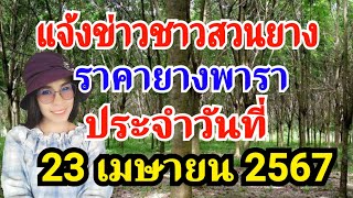 แจ้งข่าวชาวสวนยางราคายางพาราประจำวันที่ 23 เมษายน 2567