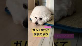 ガムを食べて満喫のぼたまる ビションフリーゼ #bichonfrise #dog #shorts