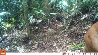 Puma sniffing a camera trap!