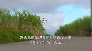 宮古島 城辺長間(ぐすくべながま)付近のキビ畑 7月16日 2016年