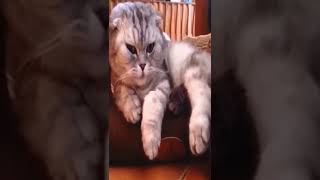 Cute and funny Cat Kitty Gato Gatito Gatinho बिल्ली ネコ قط قطه صغيرة Chat chaton 猫 小猫 키티 고양이 Кот кіт