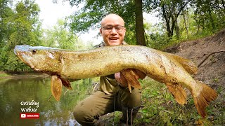 8 Northern pike caught in a small puddle! Unbelievable! (epic) | New Jersey | Passaic River |Vlog037