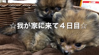 【ポメラニアン】自宅に来て４日目の子犬　【生後2ヶ月】