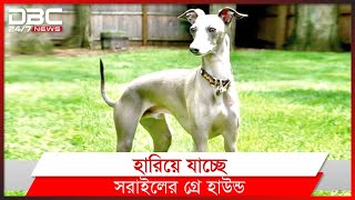 বিশ্বখ্যাত বাংলাদেশি গ্রে হাউন্ড কুকুর।