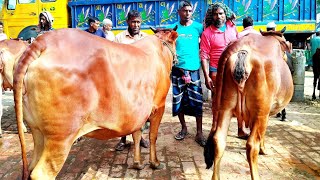 ২০২৫ সাল শুরুতেই সুন্দর সুন্দর গাভিন গরুর আমদানি ||ধাপের গরুর হাট বাজার || gorur hat || cow market