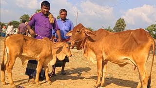 @আজ December 17, 2024, 2024 | বাছুর সহ গাভী গরুর দাম | gavi goru dam | | আফতাবগঞ্জ  হাট |দিনাজপুর