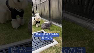 庭満喫猫