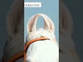 amazing white nukra horse shorts ytshorts viralvideo