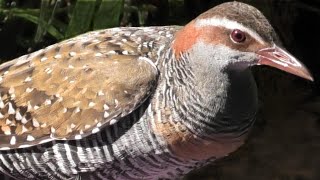 Tales of the City – Starring Buff-banded Rails