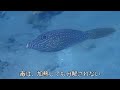 ソウシハギ 釣人に警告 フグの70倍の毒を持つ猛毒魚 don‘t eat scrawled filefish