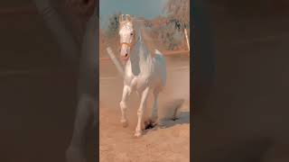 #trendingvideo #stallion #horselover #horseriding #viralvideo #shonkijatt