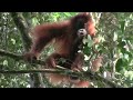 orangutans of tapanuli forest batang toru