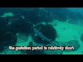 amazing facts of bamboo shark interesting facts the beast world