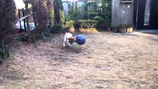 サッカー犬（しろ）[ジャックラッセルテリア]