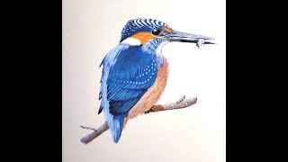 Painting of Kingfisher Bird with acrylic in detail / MD Art