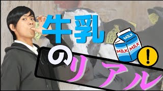 牛乳が体に悪い理由【背伸びないし骨は弱くなる。ガンのリスクも？！】