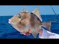 Toughest Fish to Clean! How to Fillet Grey Triggerfish