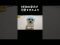 9年前の愛犬が可愛すぎたより ビションフリーゼ 犬のいる暮らし 白い犬 かわいい犬 犬のいる生活 もふもふ dog