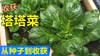 采收乌塌菜/菊花菜/塔古菜, 天冷没暖棚2个月长起来