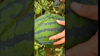 Amazing Fruits Cutting Skills \u0026 Watermelons Cutting in Village Life #fruitcutting #watermelon