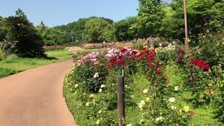 春日池公園の薔薇