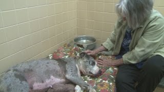 82-year-old blind woman helps homeless dogs