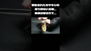 寄生されたカマキリのあり得ないお腹...最後は破られて...