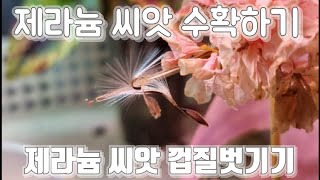 제라늄 씨앗 수확하기 (제라늄 씨앗 수정 파종하기 씨앗키우기 변종제라늄  )