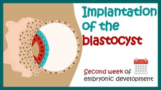 Implantation of the blastocyst | Week 2 of embryonic development | Developmental biology