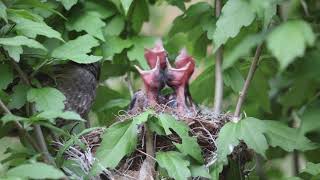 직박구리(Brown-eared Bulbu) 육추