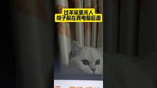 过年家里来人我家猫的样子#猫咪能有什么坏心思呢 #过年的猫 #小猫 #貓 #pets #cat