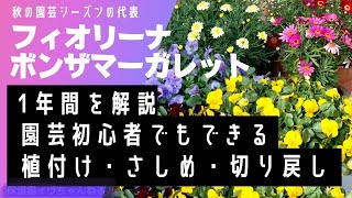 フィオリーナとボンザマーガレットの1年間・昨年 植付けから現在までの手入れ徹底解説・植付け・挿しめ・切戻し・剪定