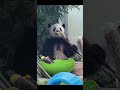 大熊猫萌兰 么么儿吃竹笋好可爱，米奇大耳朵 panda 大熊猫 cutepanda cute menglan