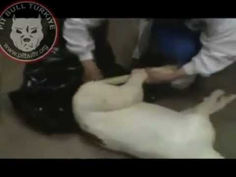 İnsanın Pitbull Katliamı +18