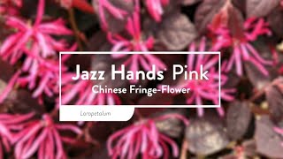 30 Seconds with Jazz Hands® Pink