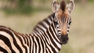 BEAUTIFUL NATURE - ZEBRA'S