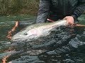 Winter Steelhead Fishing With Big Fish, Big Jumps, & Beautiful Scenery