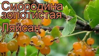 Смородина золотистая Ляйсан (ribes aureum) 🌿 Ляйсан обзор: как сажать, саженцы смородины Ляйсан