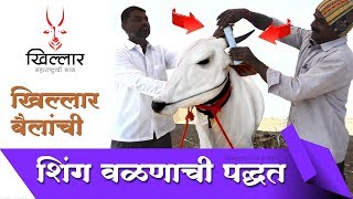 Khillar Maharashtrachi Shaan | शिंग वळणाची पद्धत । खिल्लार । २०१९ । लालासाहेब बापू कुदळे